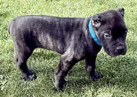 Maynard, a male Cane Corso for sale in Longmont, CO – 9 of 10
