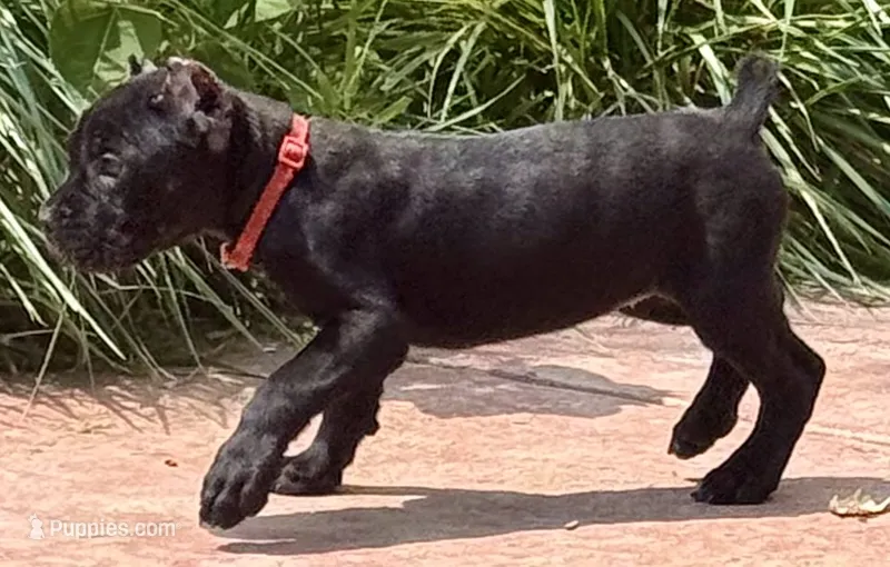 Ultra – Cane Corso puppy for sale in Longmont, CO