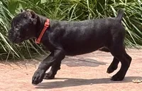Ultra, a female Cane Corso for sale in Longmont, CO – 1 of 9