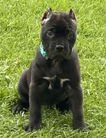 Hope, a female Cane Corso for sale in Longmont, CO – 2 of 10