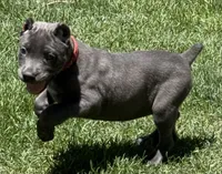Niomi, a female Cane Corso for sale in Longmont, CO – 6 of 10