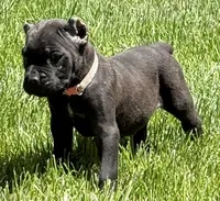 Nola, a female Cane Corso for sale in Longmont, CO – 2 of 10