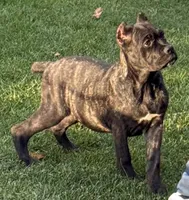 Grazie, a male Cane Corso for sale in Longmont, CO – 6 of 10