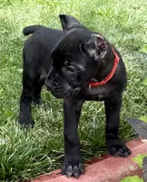 Ultra, a female Cane Corso for sale in Longmont, CO – 2 of 10