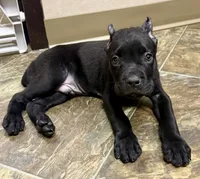 Usher, a male Cane Corso for sale in Longmont, CO – 8 of 8