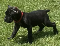 Ultra, a female Cane Corso for sale in Longmont, CO – 2 of 9