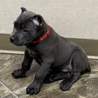 Niomi, a female Cane Corso for sale in Longmont, CO – 3 of 10