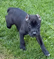 Uzi, a male Cane Corso for sale in Longmont, CO – 5 of 5