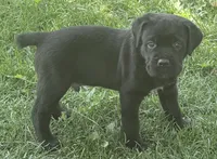 Hudson, a male Cane Corso for sale in Longmont, CO – 3 of 10