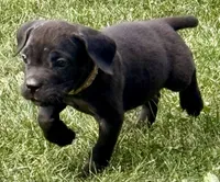 Minnie, a female Cane Corso for sale in Longmont, CO – 3 of 10
