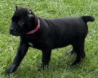 Harlow, a female Cane Corso for sale in Longmont, CO – 4 of 10