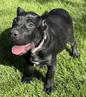 Harlow, a female Cane Corso for sale in Longmont, CO – 4 of 10
