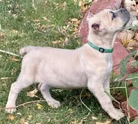 Vanity, a female Cane Corso for sale in Longmont, CO – 2 of 10
