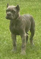 Mica, a female Cane Corso for sale in Longmont, CO – 9 of 10