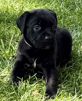 Harper, a female Cane Corso for sale in Longmont, CO – 5 of 10