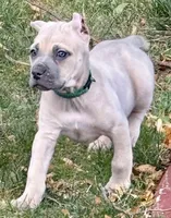 Vanity, a female Cane Corso for sale in Longmont, CO – 6 of 10