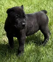 Nacho, a male Cane Corso for sale in Longmont, CO – 8 of 10