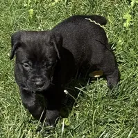 Hazel, a female Cane Corso for sale in Longmont, CO – 3 of 10