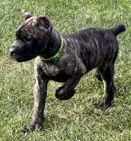 Marbles, a female Cane Corso for sale in Longmont, CO – 5 of 10