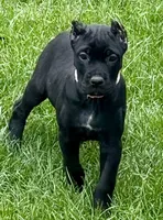 Ursula, a female Cane Corso for sale in Longmont, CO – 3 of 6