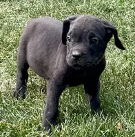 Minnie, a female Cane Corso for sale in Longmont, CO – 6 of 10