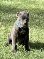 Maynard, a male Cane Corso for sale in Longmont, CO – 2 of 10