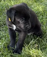 Hazel, a female Cane Corso for sale in Longmont, CO – 6 of 10