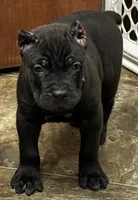 Nacho, a male Cane Corso for sale in Longmont, CO – 2 of 10