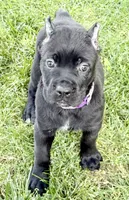 Harper, a female Cane Corso for sale in Longmont, CO – 5 of 10