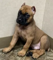 Nugget, a male Cane Corso for sale in Longmont, CO – 7 of 10