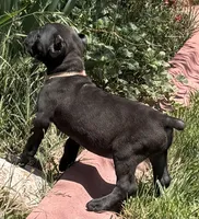 Nola, a female Cane Corso for sale in Longmont, CO – 9 of 10