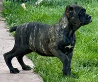 Grazie, a female Cane Corso for sale in Longmont, CO – 2 of 10