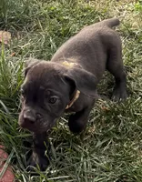 Minnie, a female Cane Corso for sale in Longmont, CO – 9 of 10