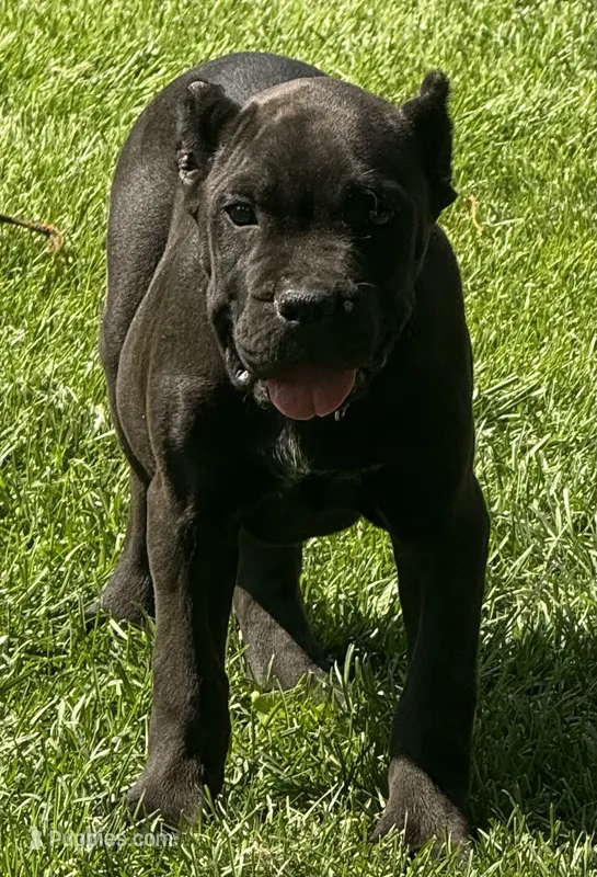 Nola – Cane Corso puppy for sale in Longmont, CO