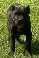 Nola, a female Cane Corso for sale in Longmont, CO – 1 of 10