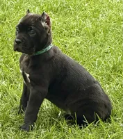 Hope, a female Cane Corso for sale in Longmont, CO – 7 of 10
