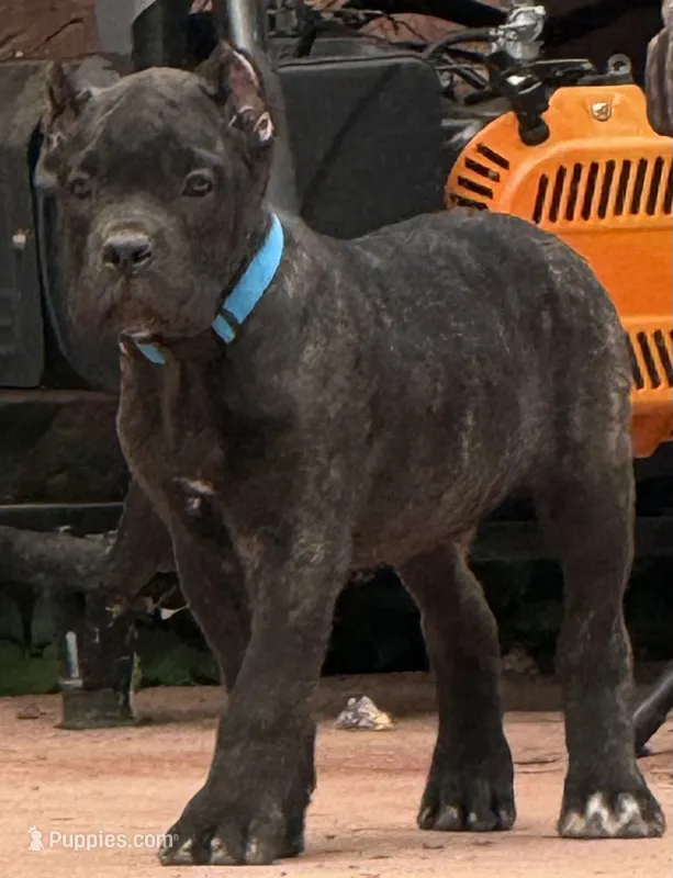 Maynard – Cane Corso puppy for sale in Longmont, CO