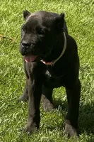 Nola, a female Cane Corso for sale in Longmont, CO – 9 of 10