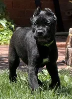 Hagrid, a male Cane Corso for sale in Longmont, CO – 6 of 10