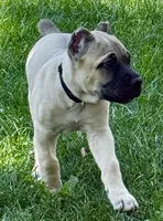 Hunter, a male Cane Corso for sale in Longmont, CO – 4 of 10