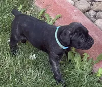 Hercules, a male Cane Corso for sale in Longmont, CO – 9 of 10