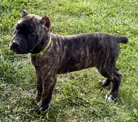 Marbles, a female Cane Corso for sale in Longmont, CO – 8 of 10