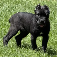 Hagrid, a male Cane Corso for sale in Longmont, CO – 5 of 10