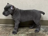 Neptune, a male Cane Corso for sale in Longmont, CO – 3 of 10