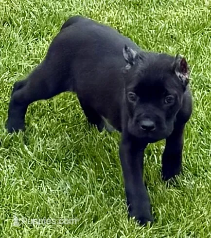 Usher – Cane Corso puppy for sale in Longmont, CO