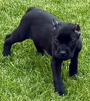 Usher, a male Cane Corso for sale in Longmont, CO – 1 of 8