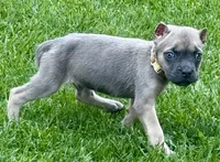 Utah, a male Cane Corso for sale in Longmont, CO – 3 of 5