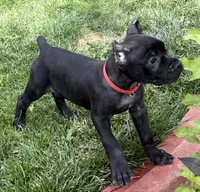 Ultra, a female Cane Corso for sale in Longmont, CO – 9 of 10