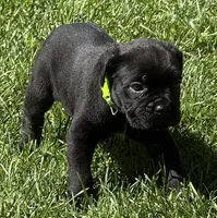 Hannah, a female Cane Corso for sale in Longmont, CO – 9 of 10
