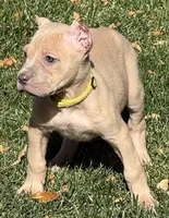 Violet, a female Cane Corso for sale in Longmont, CO – 5 of 10